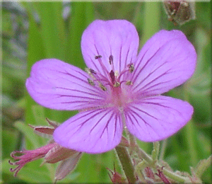 Garden Wild Flower