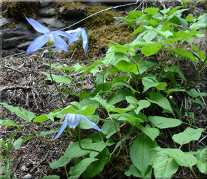 Alberta Wild Flowers